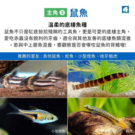 適合混養的魚